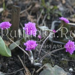 Печеночница благородная  Rosea Plena (Hepatica nobilis f. Rosea Plena)